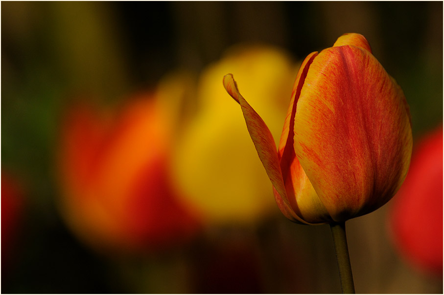 Tulpe (Tulipa)