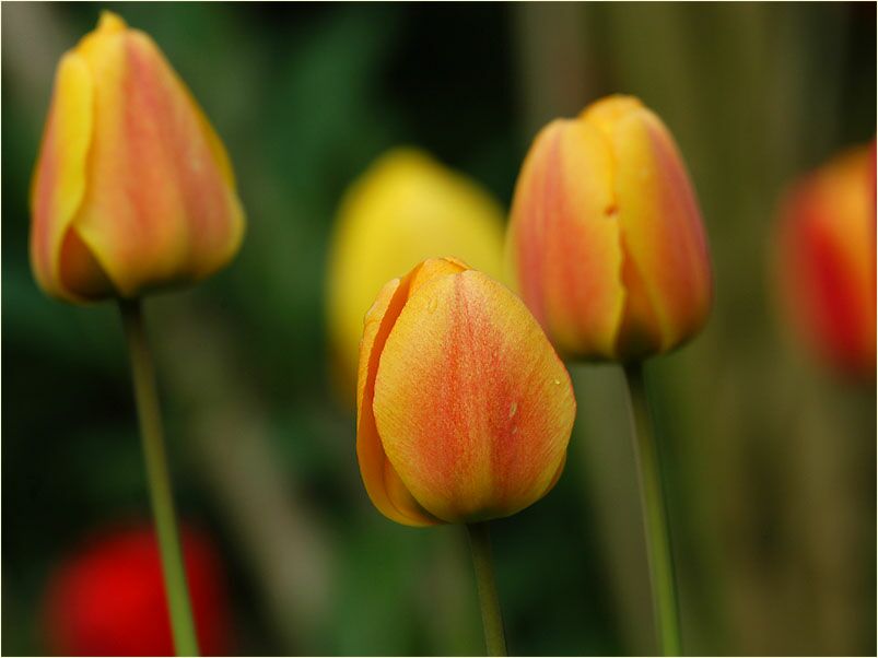 Tulpe (Tulipa)