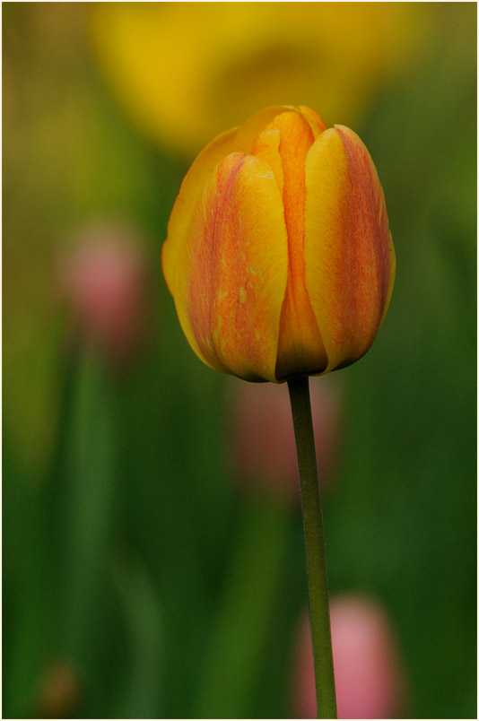 Tulpe (Tulipa)