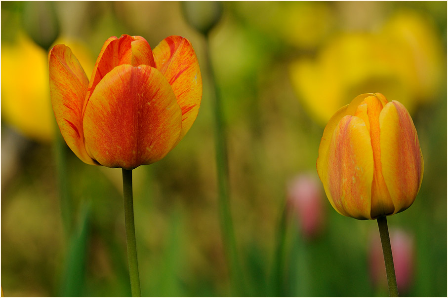 Tulpe (Tulipa)