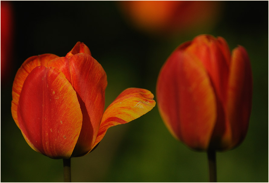 Tulpe (Tulipa)