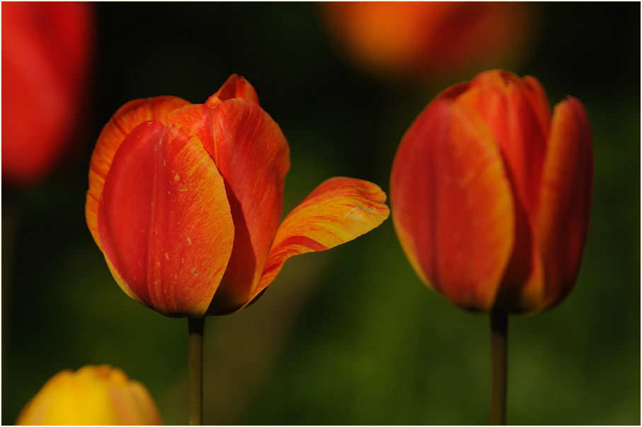 Tulpe (Tulipa)