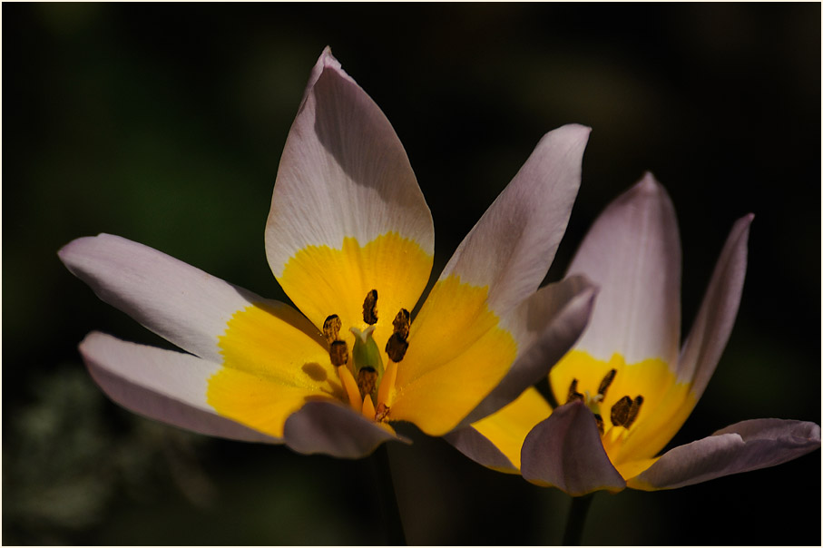 Tulpe (Tulipa)