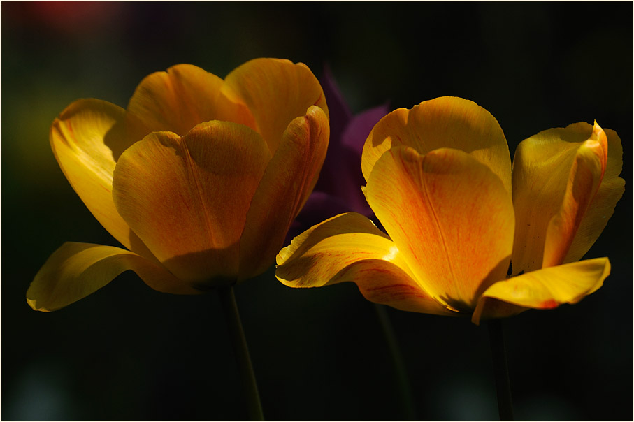 Tulpe (Tulipa)