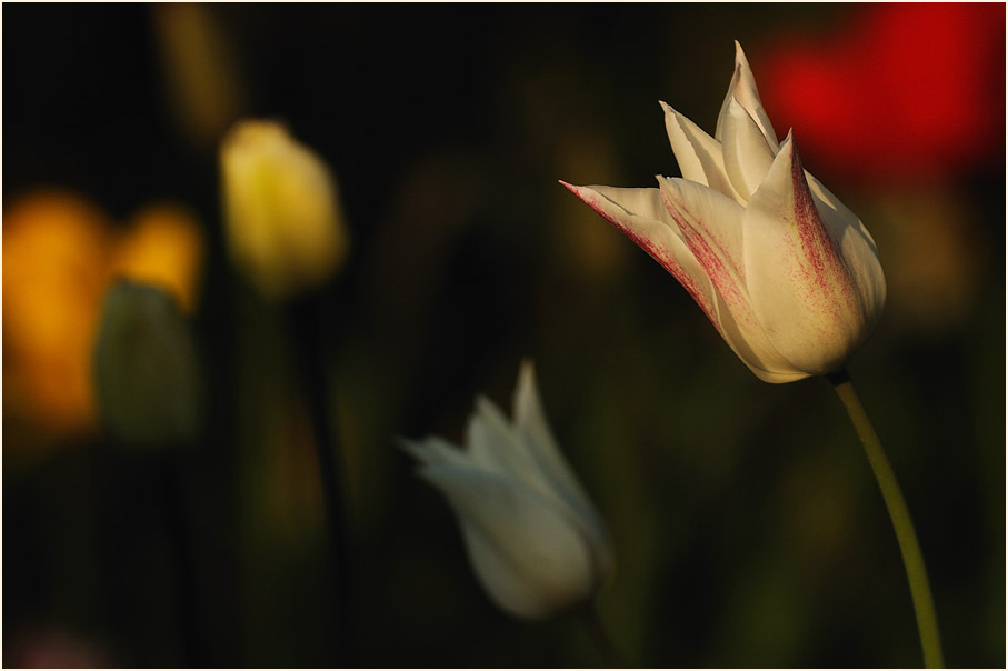 Tulpe (Tulipa)