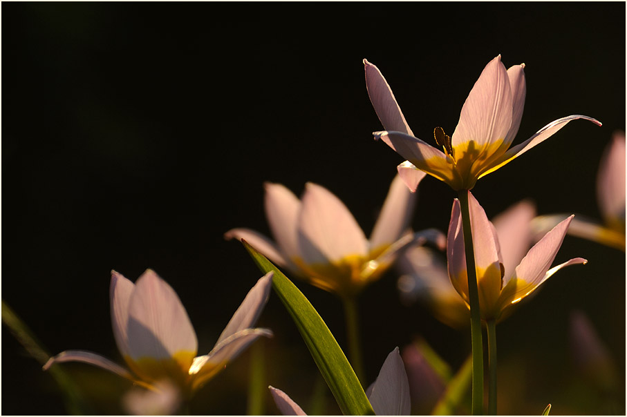 Tulpe (Tulipa)