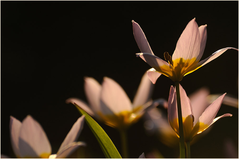 Tulpe (Tulipa)