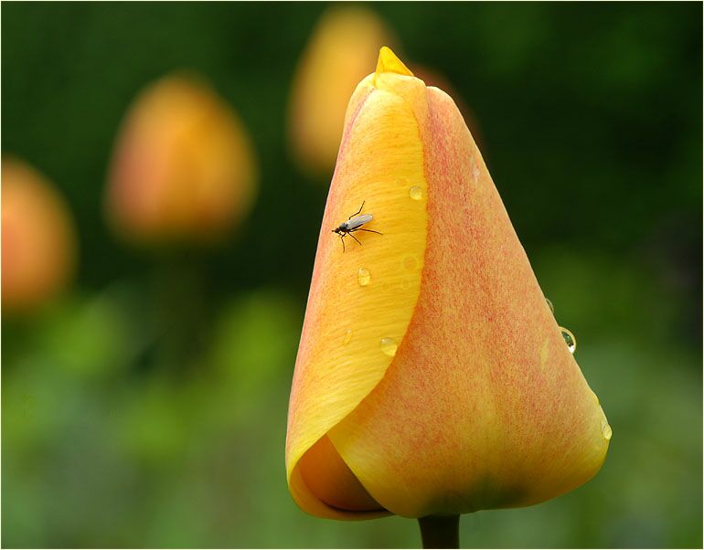 Tulpe (Tulipa)