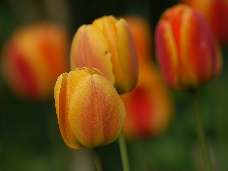 Tulpe (Tulipa)