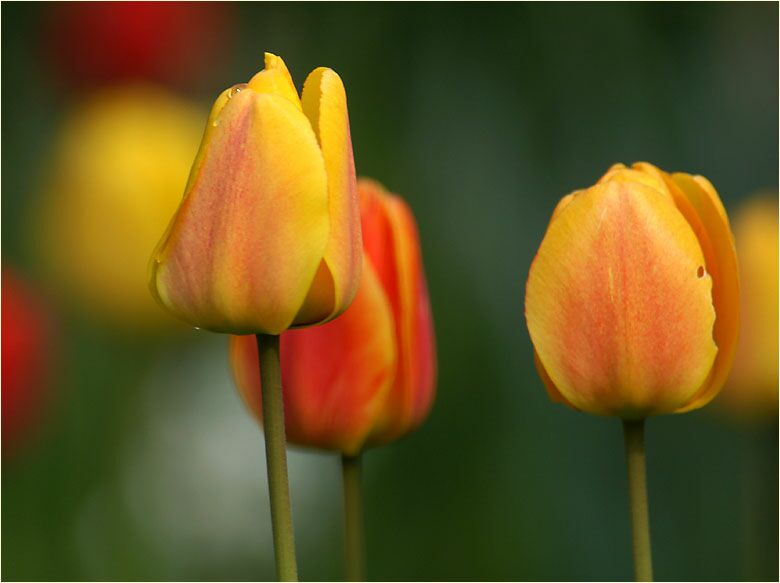 Tulpe (Tulipa)