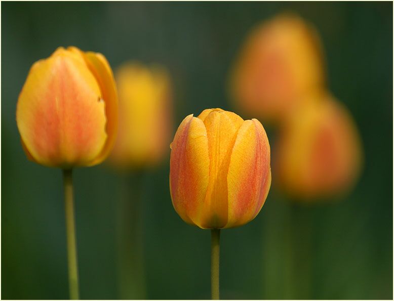 Tulpe (Tulipa)