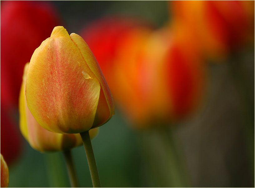 Tulpe (Tulipa)