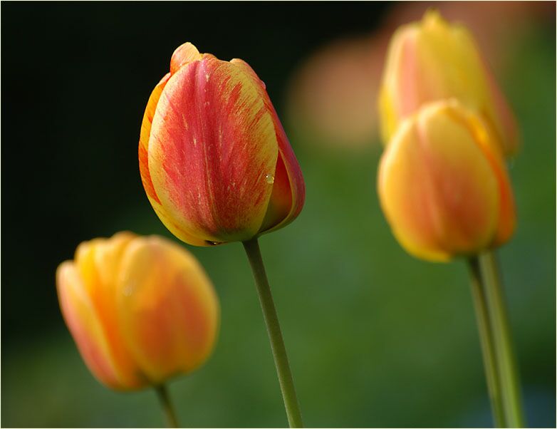 Tulpe (Tulipa)