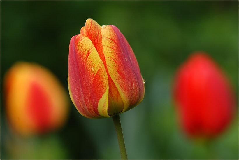 Tulpe (Tulipa)