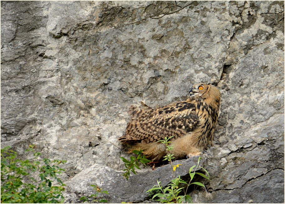 Junger Uhu