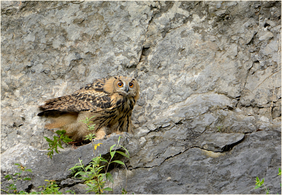 Junger Uhu