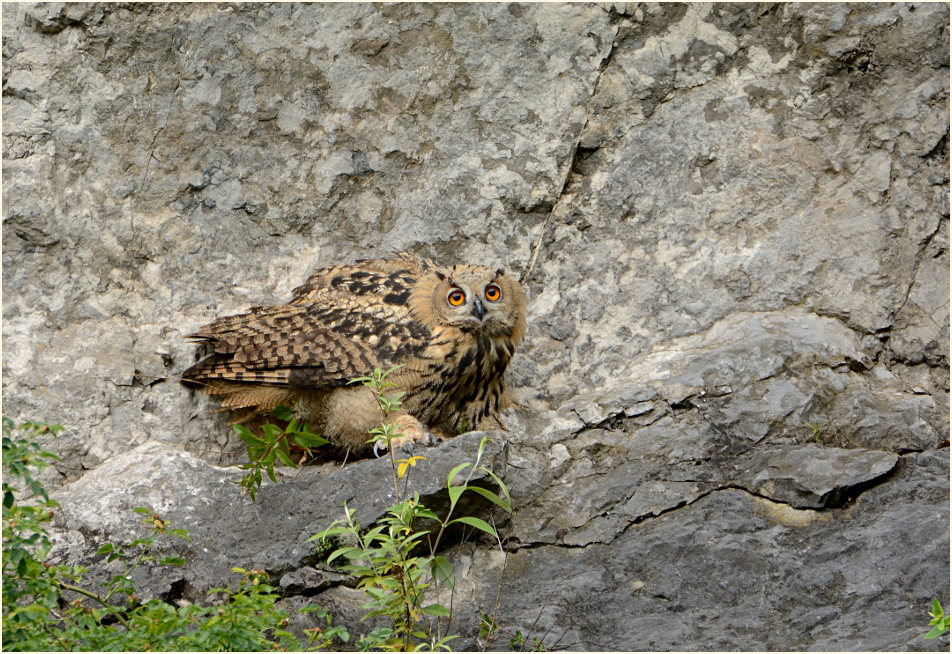 Junger Uhu