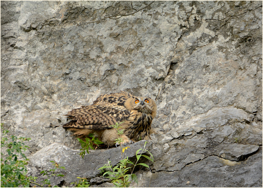 Junger Uhu