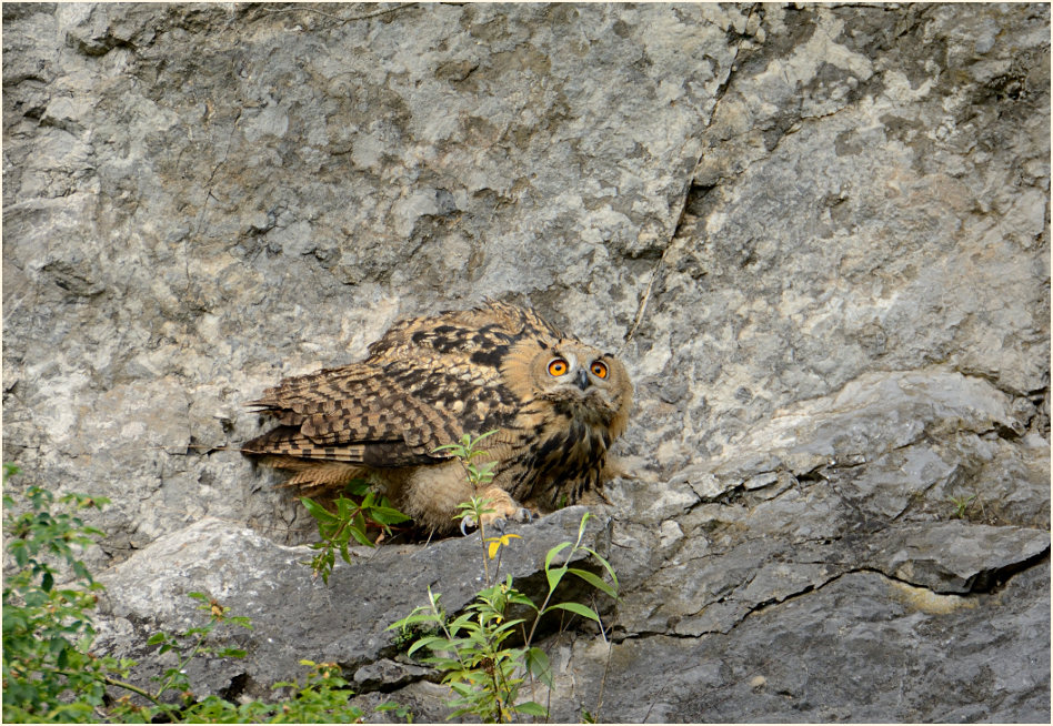 Junger Uhu