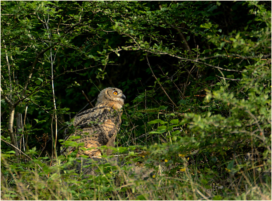 Junger Uhu