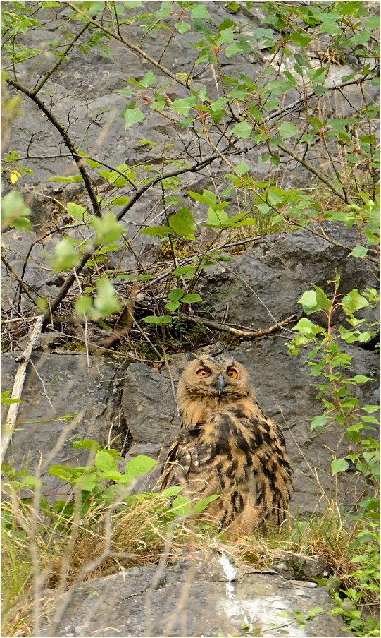 Junger Uhu