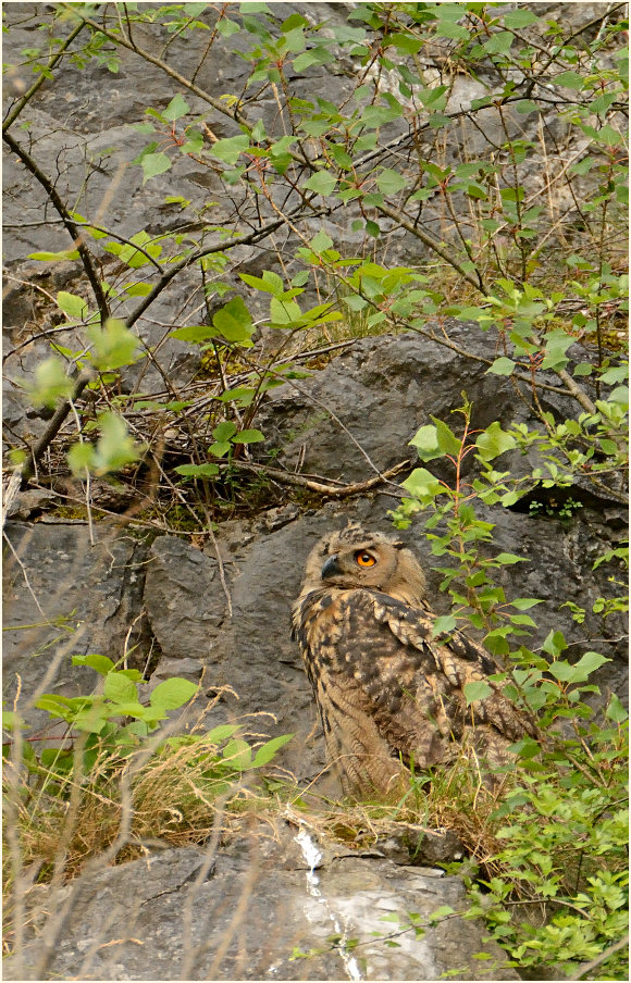 Junger Uhu