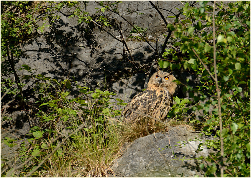 Junger Uhu