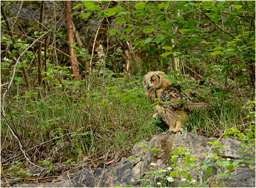 Junger Uhu