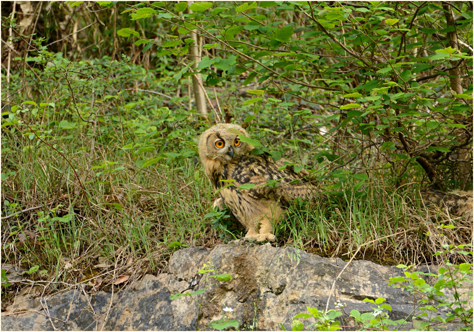 Junger Uhu