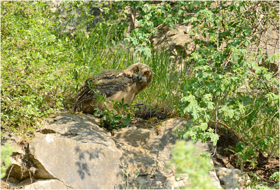 Junger Uhu