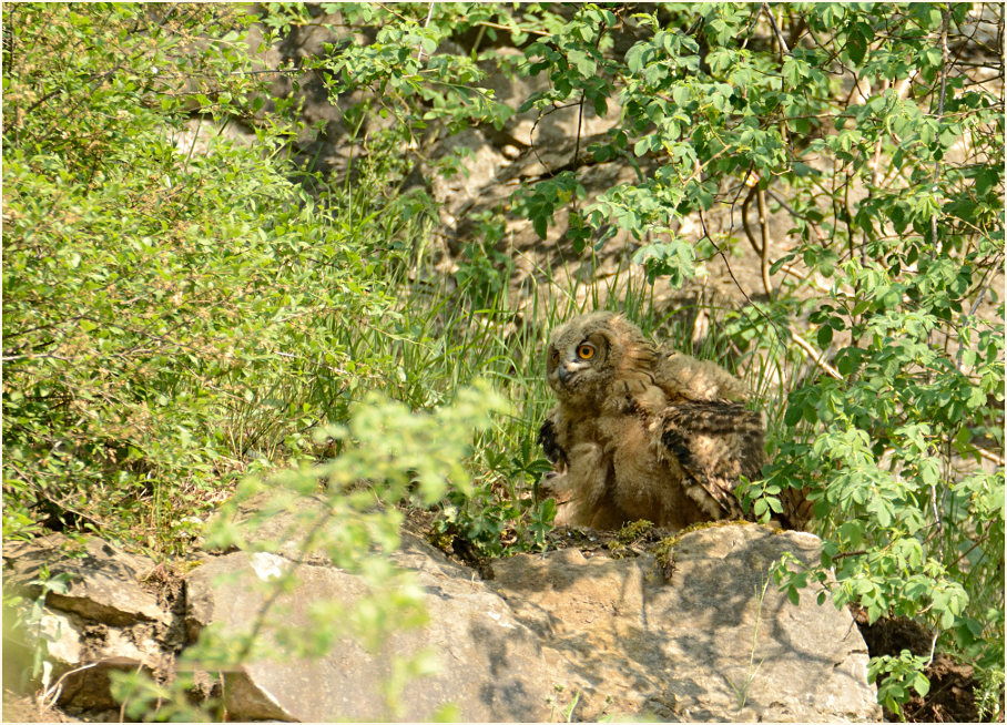 Junger Uhu