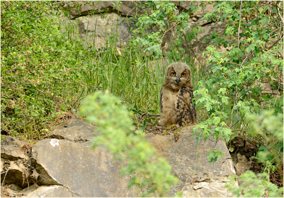 Junger Uhu