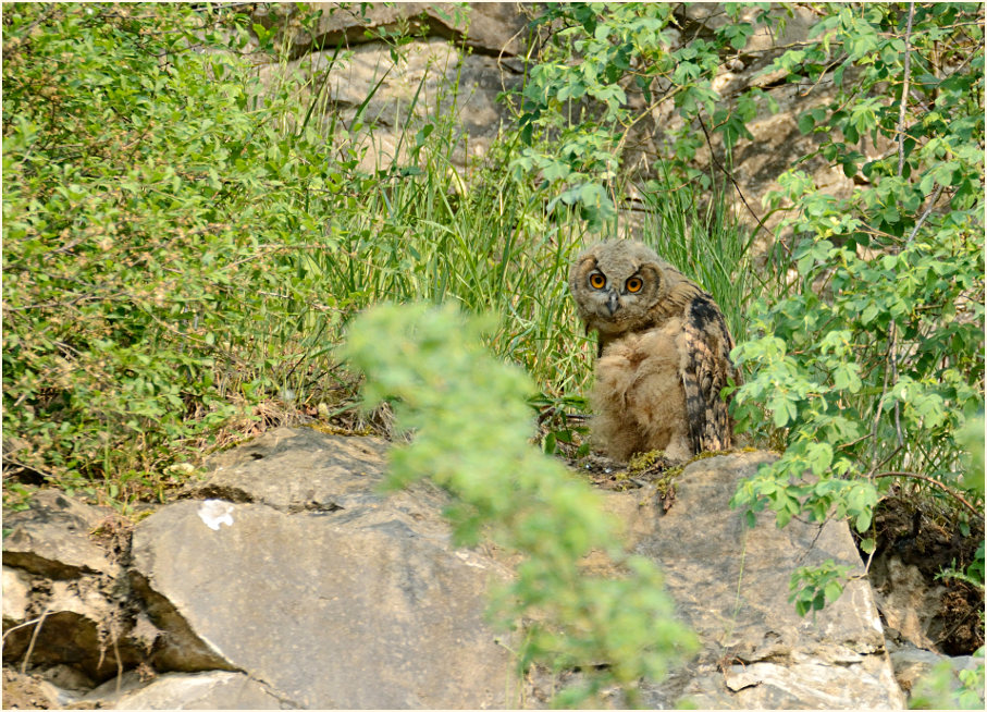 Junger Uhu