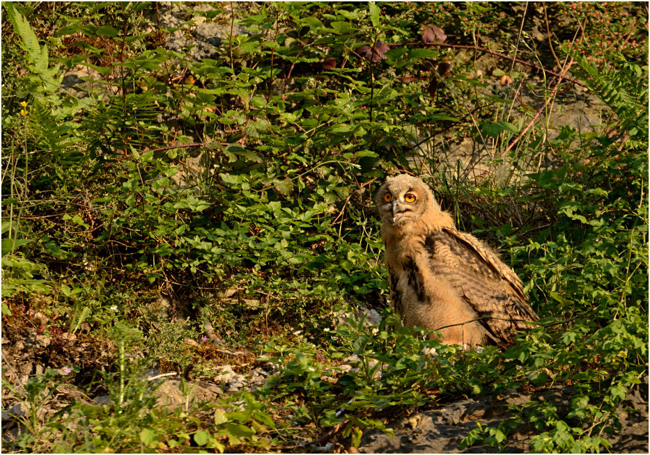 Junger Uhu
