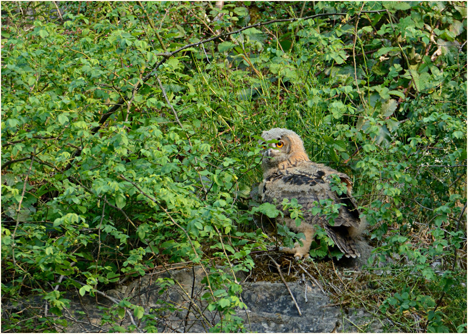 Junger Uhu