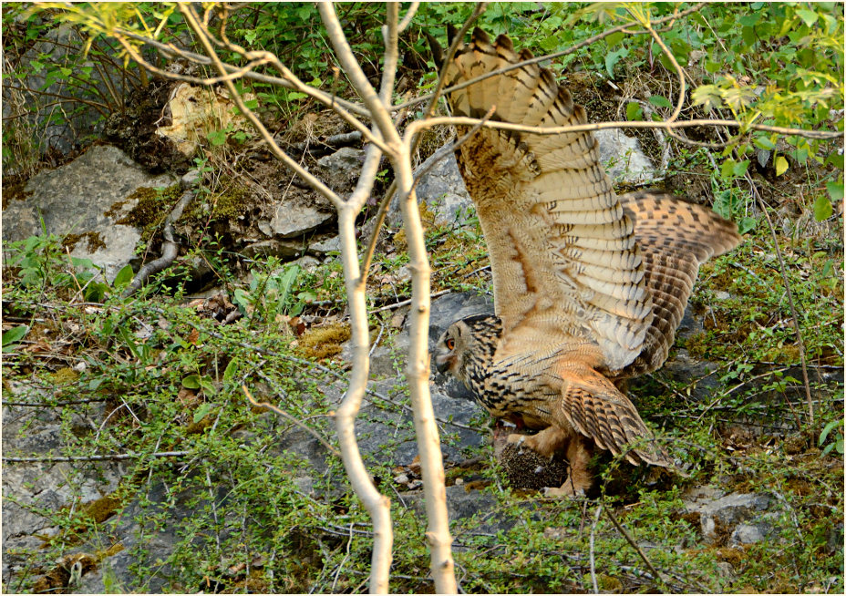 Uhu mit geschlagenem Igel