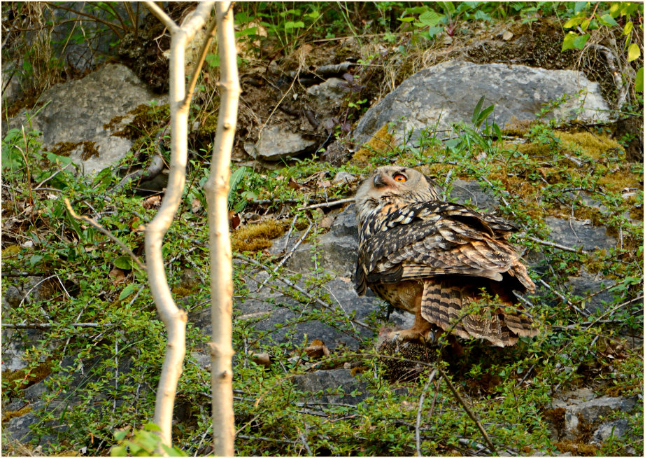 Uhu mit geschlagenem Igel
