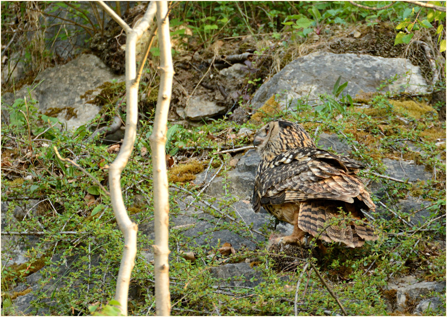 Uhu mit geschlagenem Igel