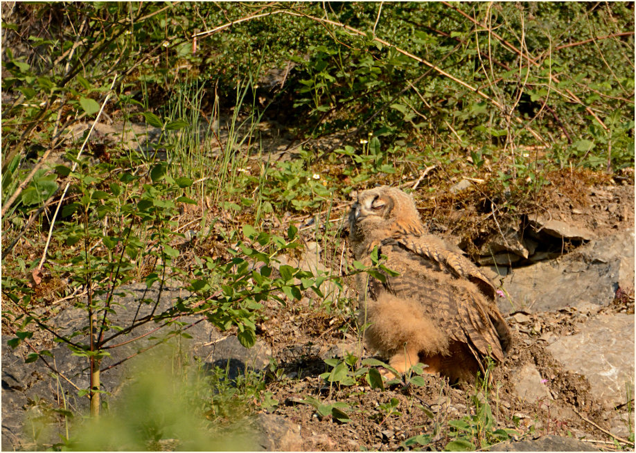 Junger Uhu