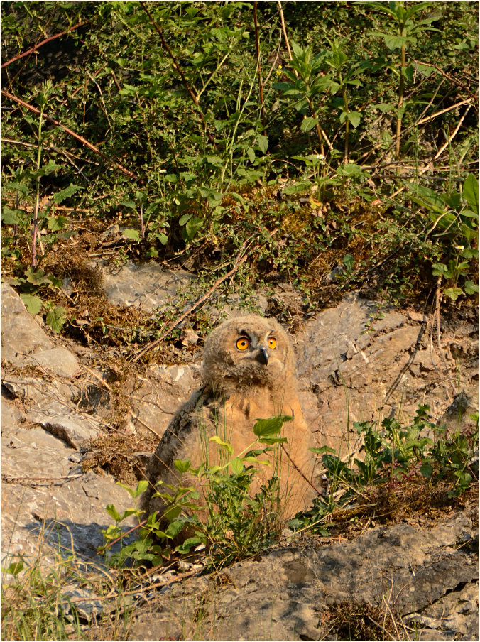 Junger Uhu