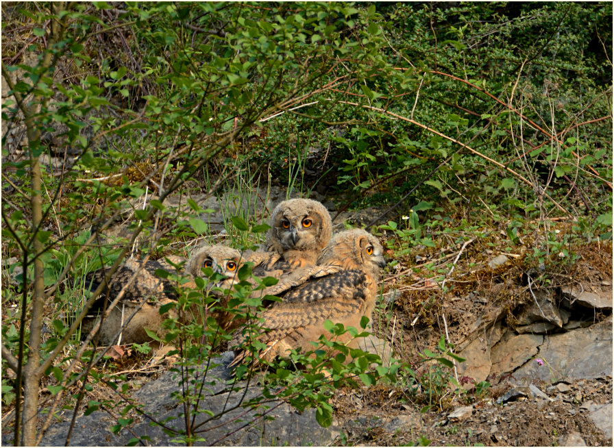 Junger Uhu