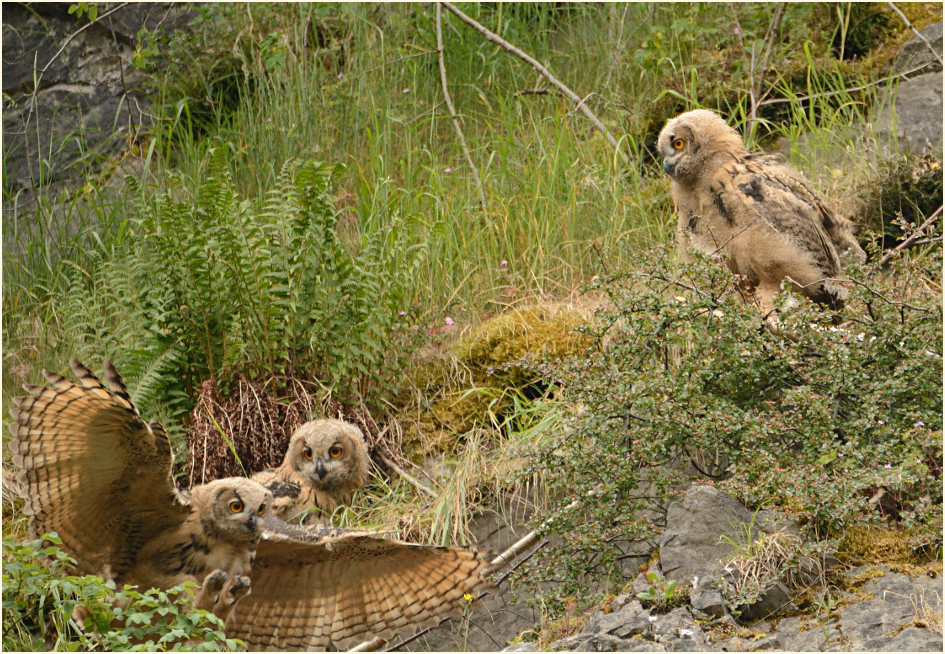 Junge Uhu`s