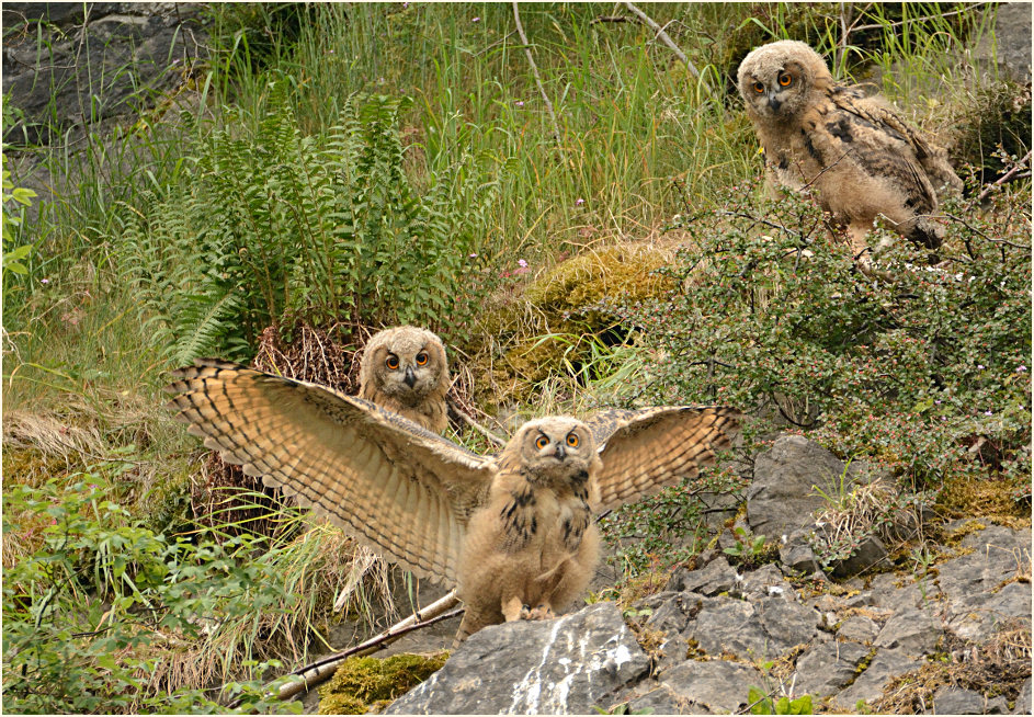 Junge Uhu`s