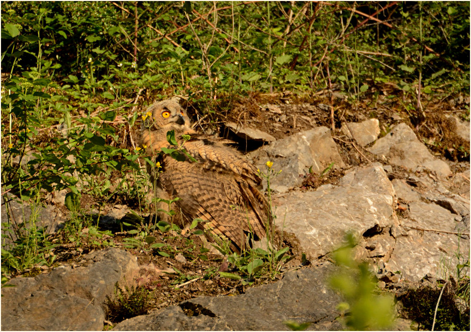 Junger Uhu