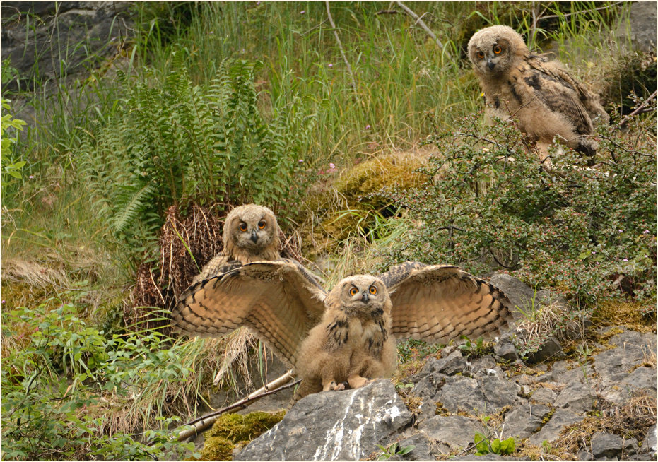 Junge Uhu`s