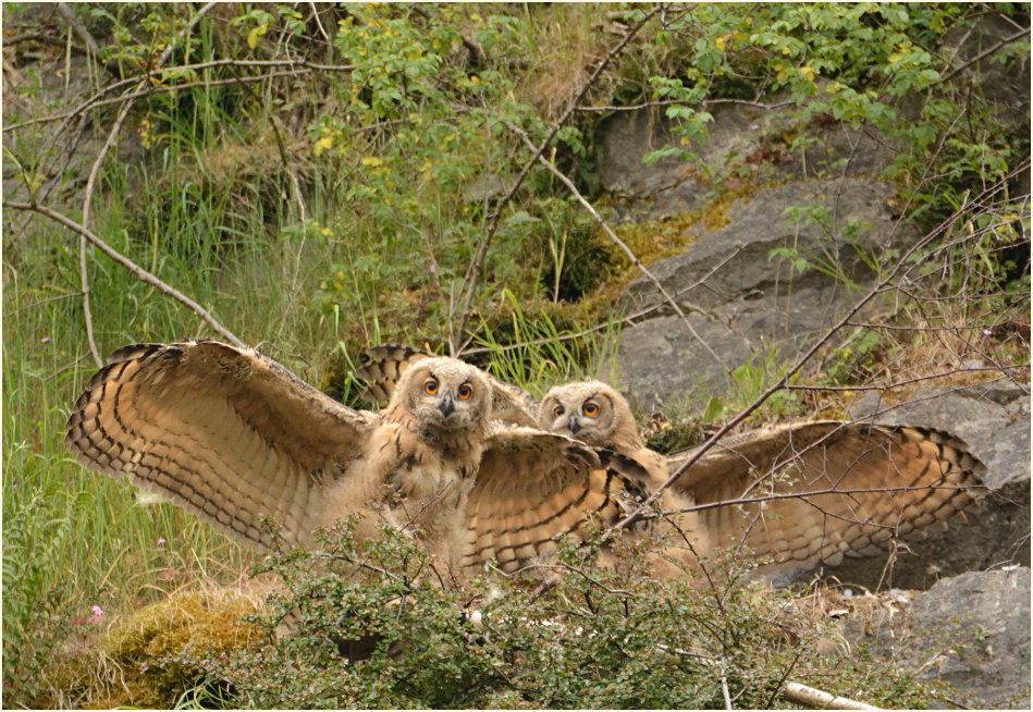 Junge Uhus