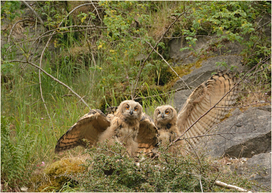 Junge Uhus