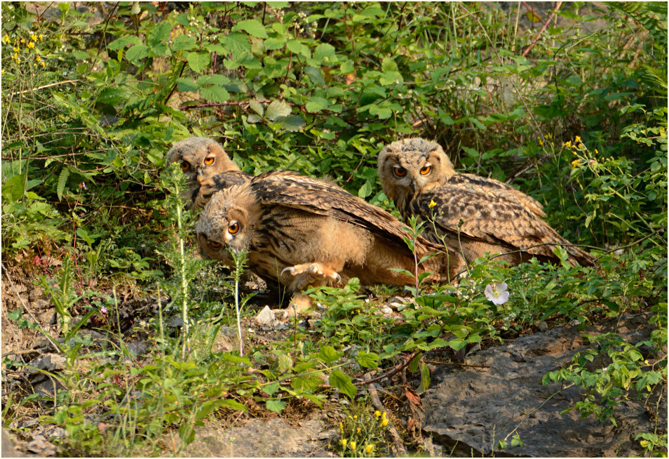 Junge Uhus