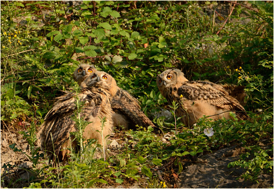 Junge Uhus