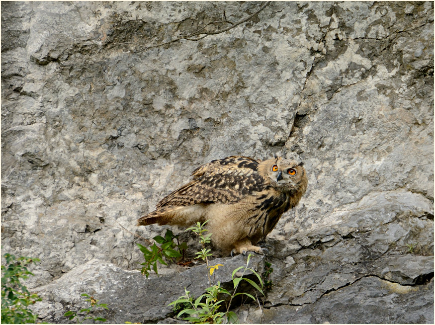 Junger Uhu